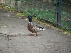 Anas platyrhynchos