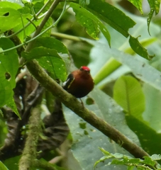 Machaeropterus deliciosus