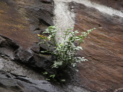 Asplenium ruta-muraria