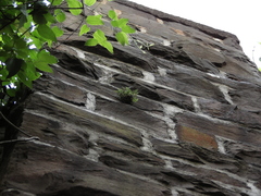Asplenium ruta-muraria