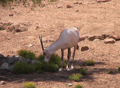 Oryx leucoryx