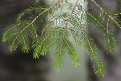 Picea jezoensis