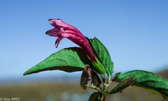 Dyschoriste siphonantha