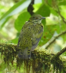 Ampelioides tschudii