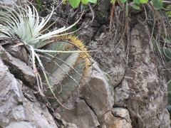 Astrophytum ornatum