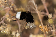 Bombomyia discoidea