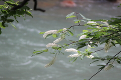 Prunus ssiori