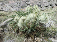 Cirsium funkiae