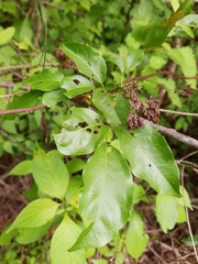 Adenocalymma inundatum