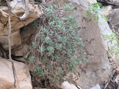 Sedum corynephyllum