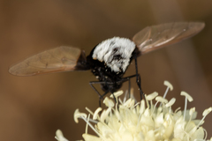 Bombomyia discoidea