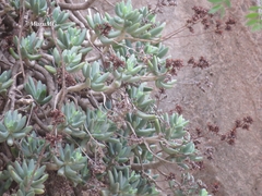 Sedum corynephyllum