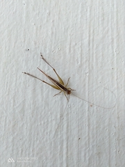 Conocephalus melaenus