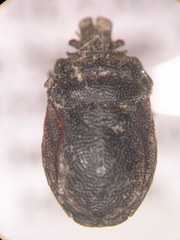 Podopinae