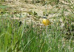 Motacilla flava cinereocapilla