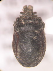 Podopinae