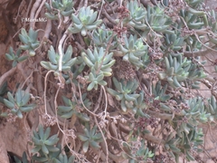 Sedum corynephyllum