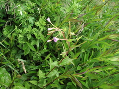 Epilobium
