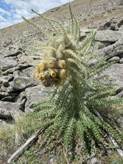 Cirsium funkiae