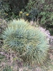 Aciphylla squarrosa squarrosa