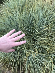 Aciphylla squarrosa squarrosa