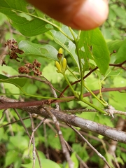 Adenocalymma inundatum