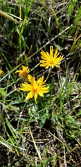 Agoseris aurantiaca