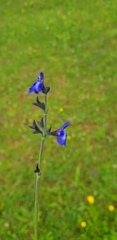 Salvia oblongifolia