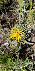 Agoseris aurantiaca