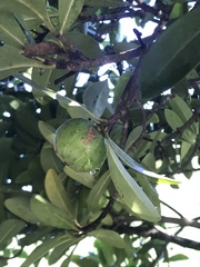 Garcinia oblongifolia