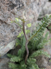 Polemonium confertum