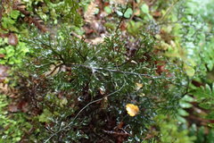 Hymenophyllum scabrum