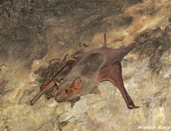 Taphozous nudiventris