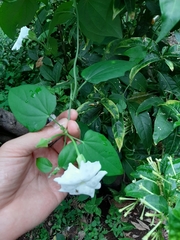 Thunbergia fragrans