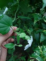 Thunbergia fragrans