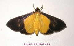 Phostria