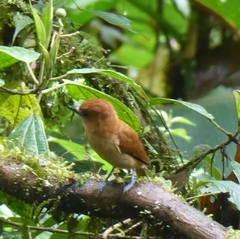 Pachyramphus homochrous