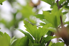 Paracercion sieboldii