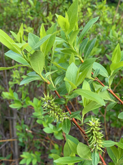 Salix boothii
