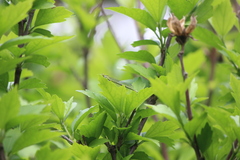 Paracercion sieboldii