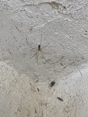 Pholcus phalangioides