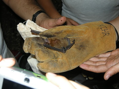 Pteronotus mesoamericanus