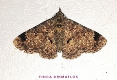 Metalectra agrioidos