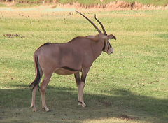 Oryx beisa