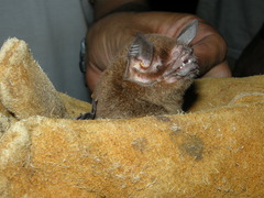 Pteronotus mesoamericanus