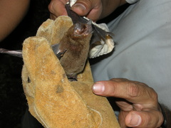 Pteronotus mesoamericanus