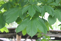 Aesculus turbinata