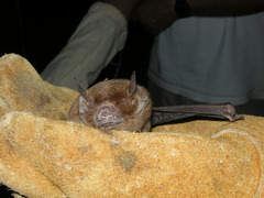 Pteronotus mesoamericanus