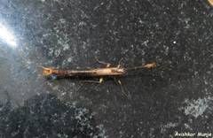 Toxoderinae