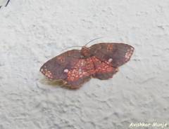 Yashmakia conflagrata